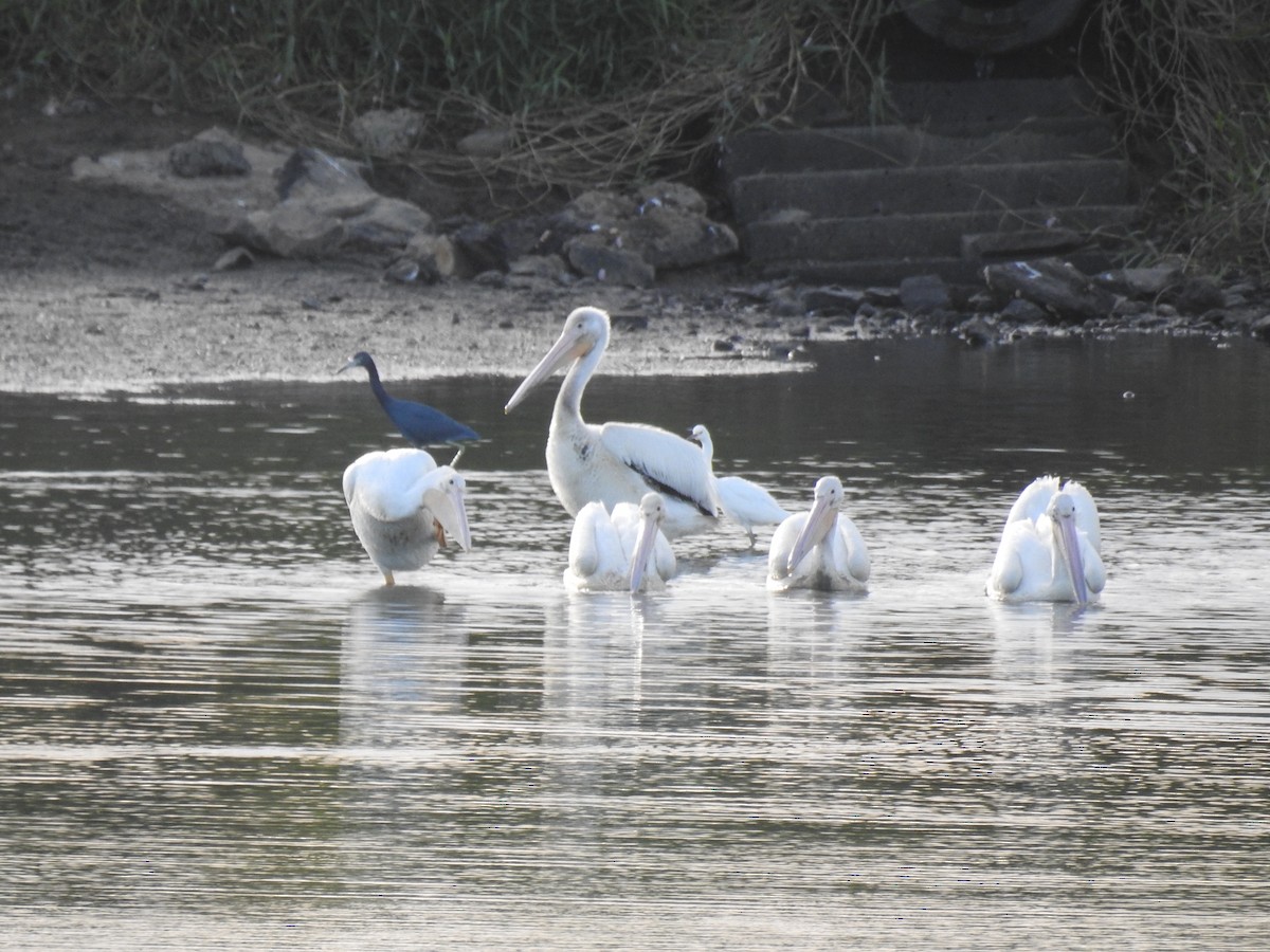 American White Pelican - ML626906048