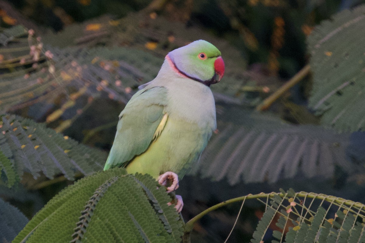 Yeşil Papağan - ML626906049