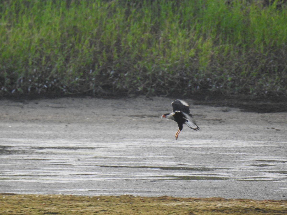 Crested Caracara - ML626906127