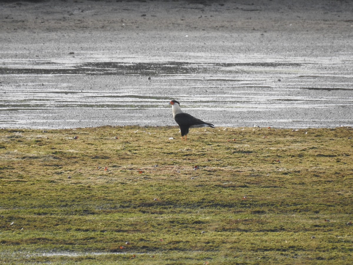 Crested Caracara - ML626906130