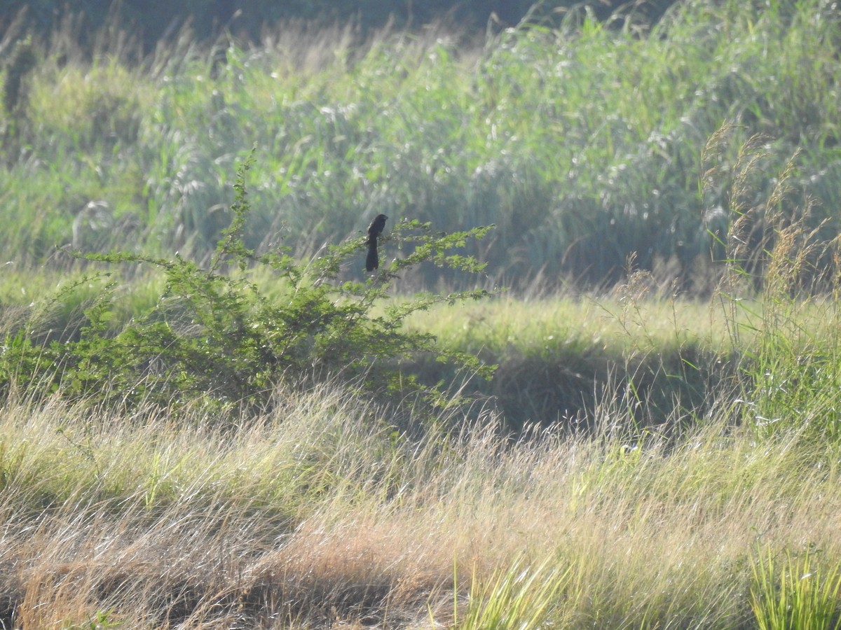 Smooth-billed Ani - ML626906164