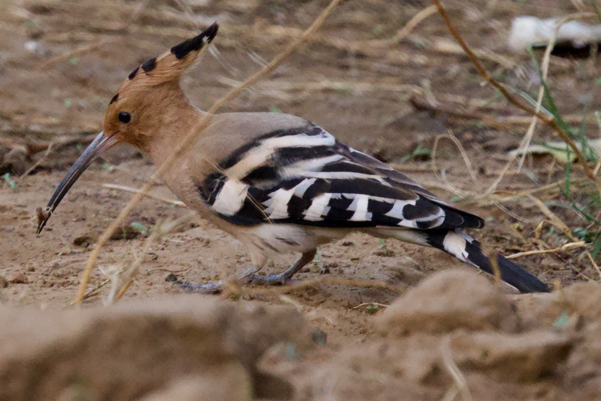 İbibik - ML626906190