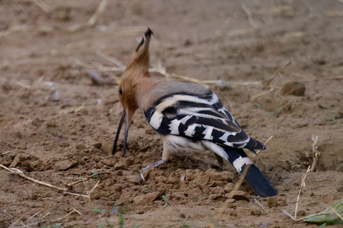 İbibik - ML626906192