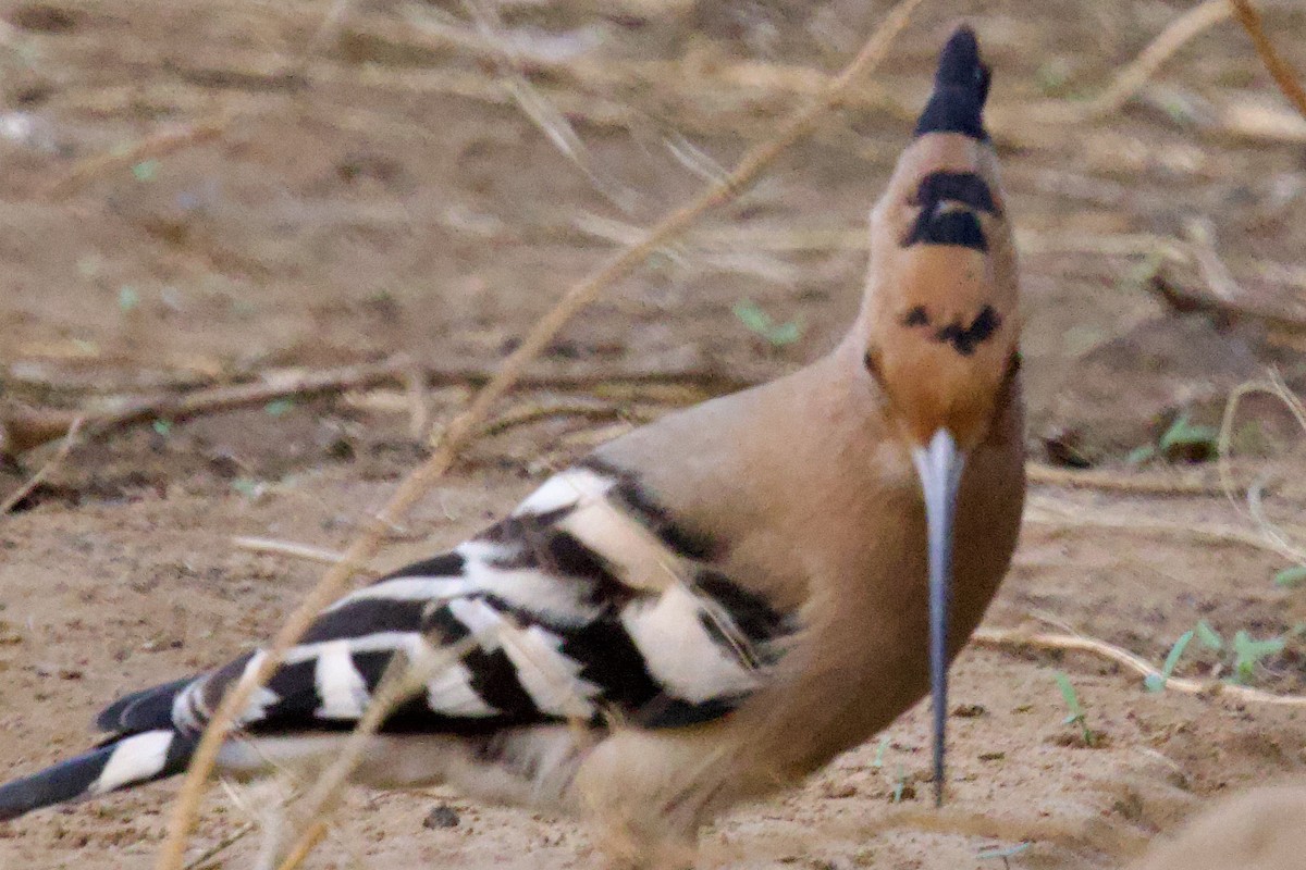 İbibik - ML626906195