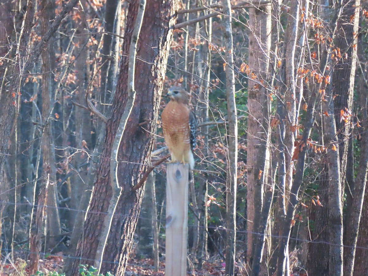 Red-shouldered Hawk - ML626906204