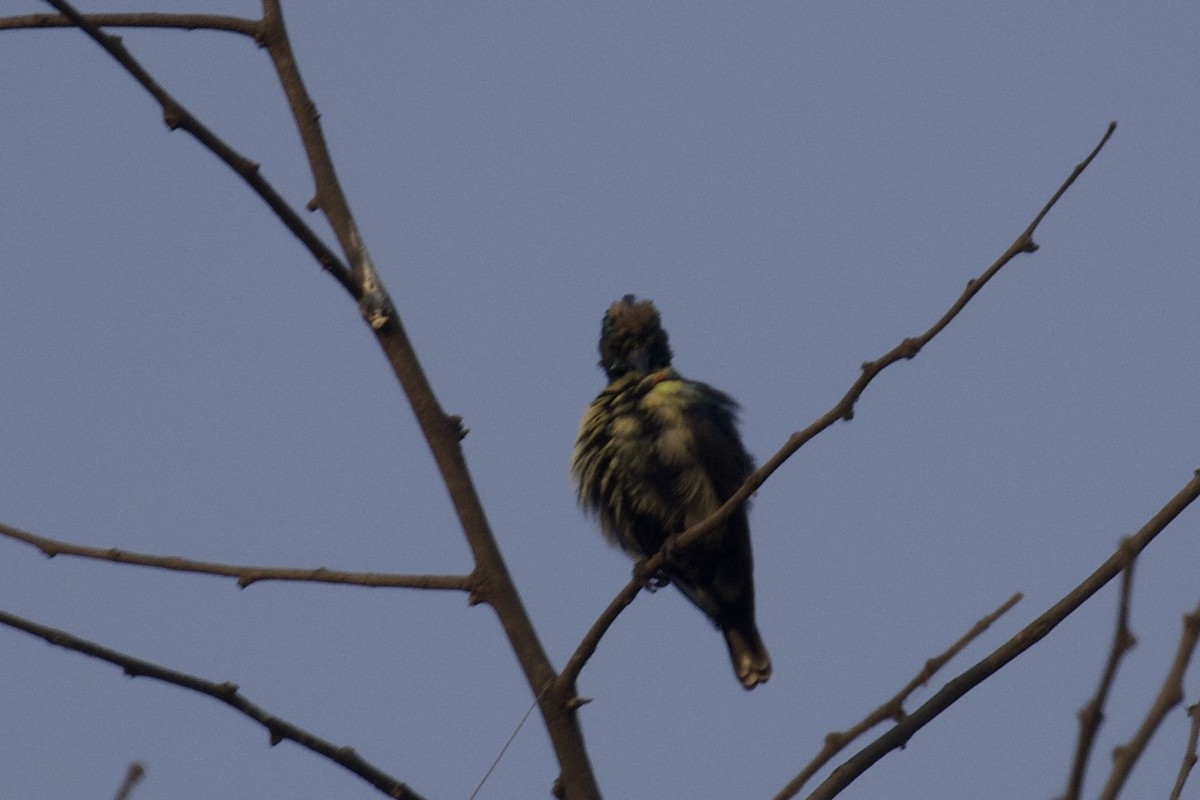 Mor Nektarkuşu - ML626906212