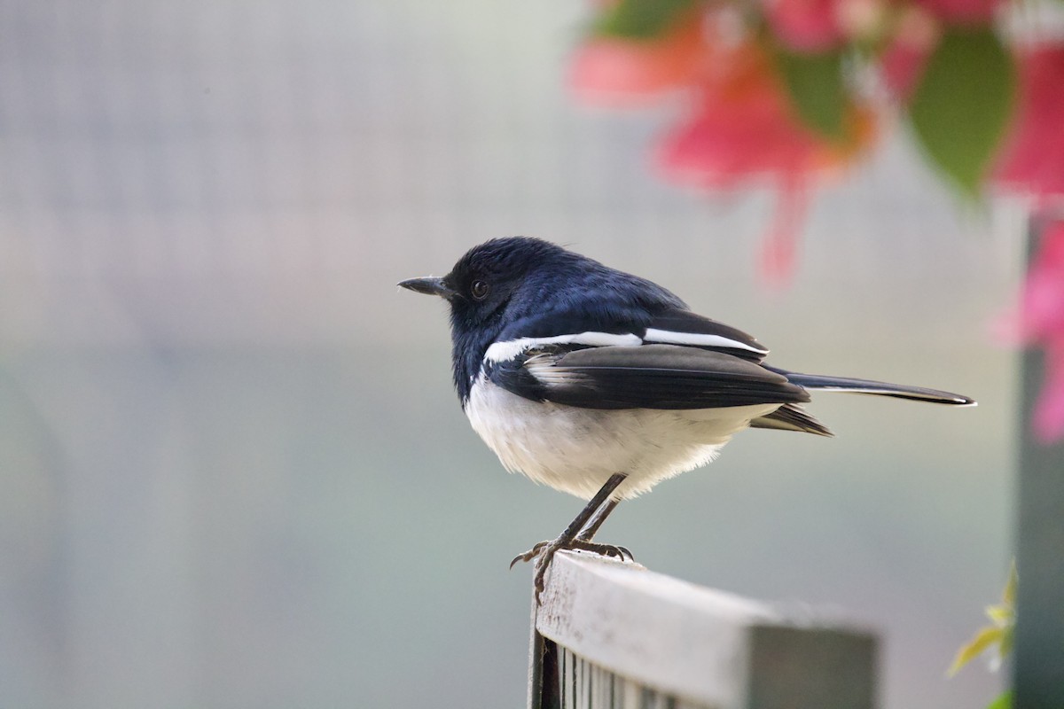 Çinhindi Alaca Bülbülü - ML626906219