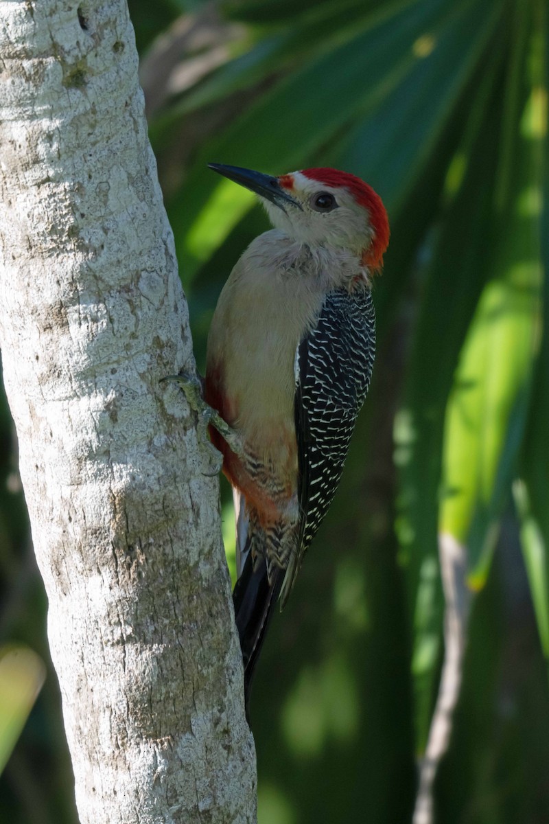 Golden-fronted Woodpecker - ML626906229
