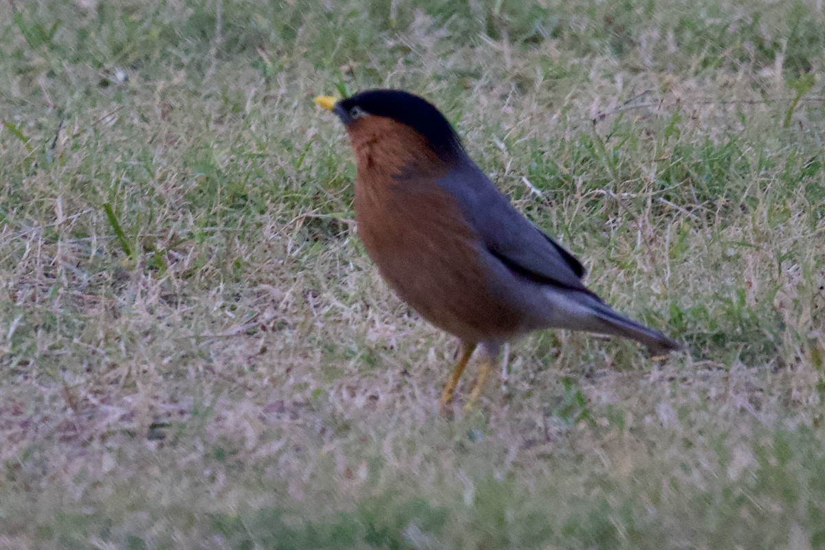 Brahman Sığırcığı - ML626906231