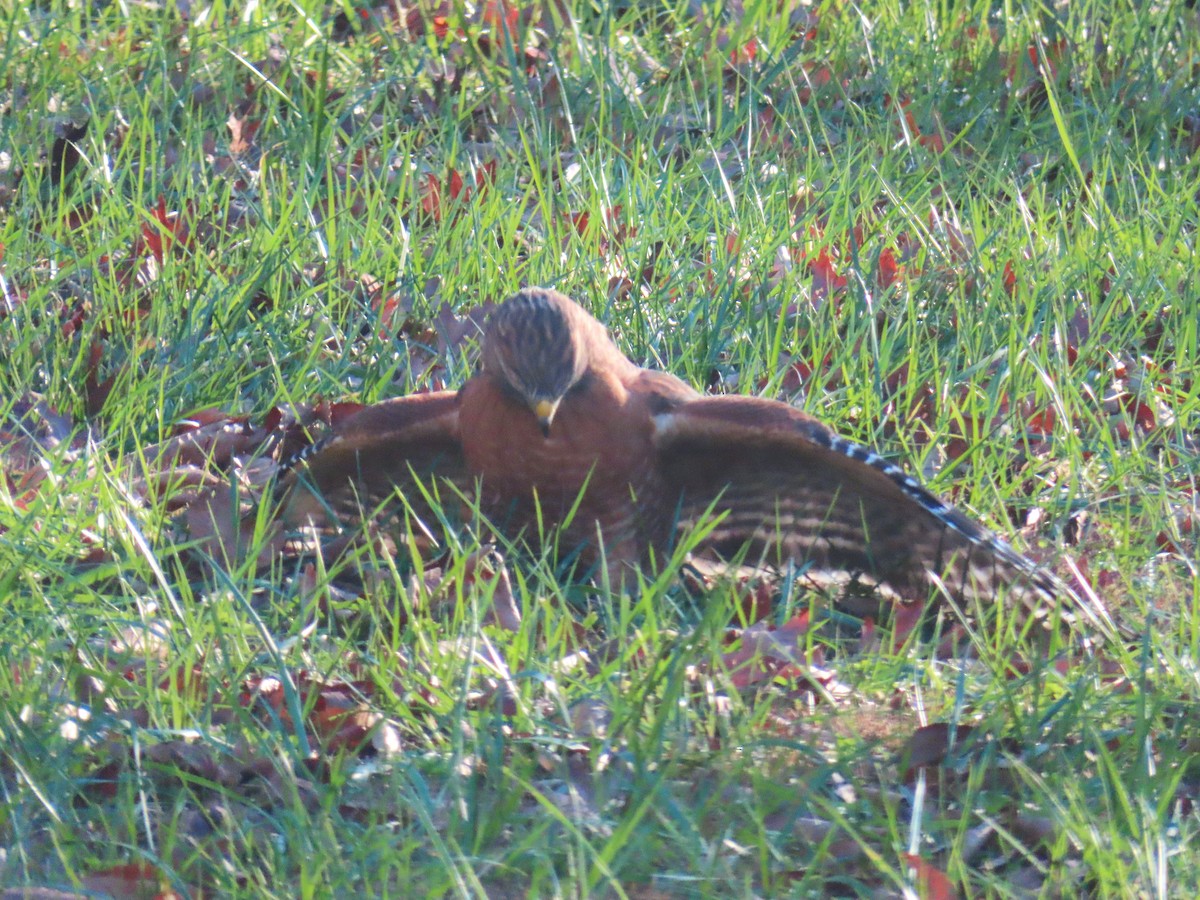 Red-shouldered Hawk - ML626906234