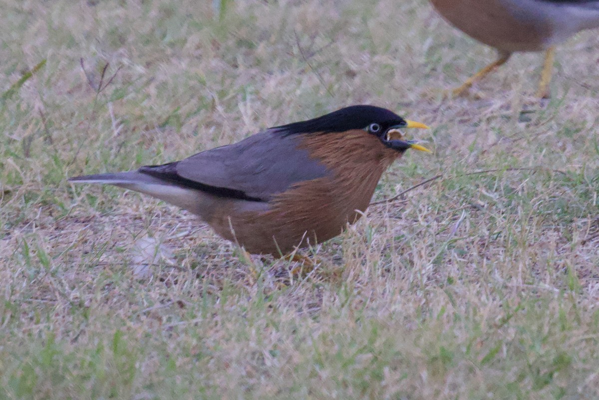 Brahman Sığırcığı - ML626906236
