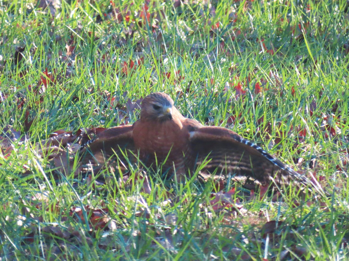 Red-shouldered Hawk - ML626906244
