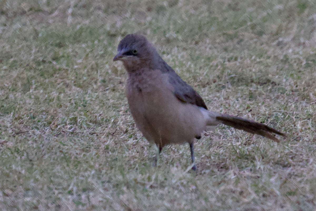 Büyük Gri Yedikardeş - ML626906249