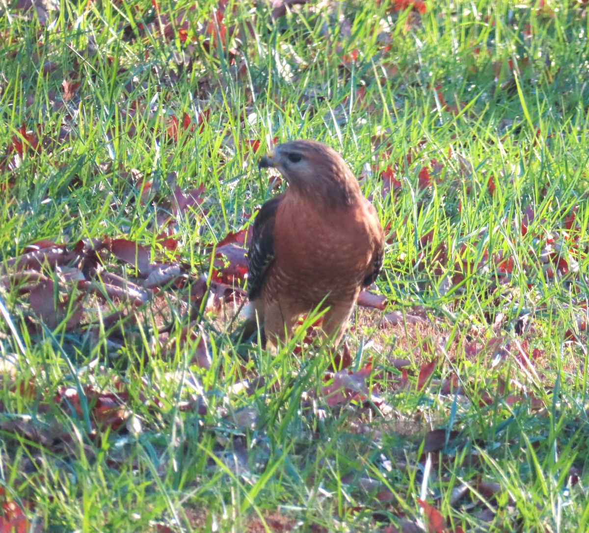 Red-shouldered Hawk - ML626906252