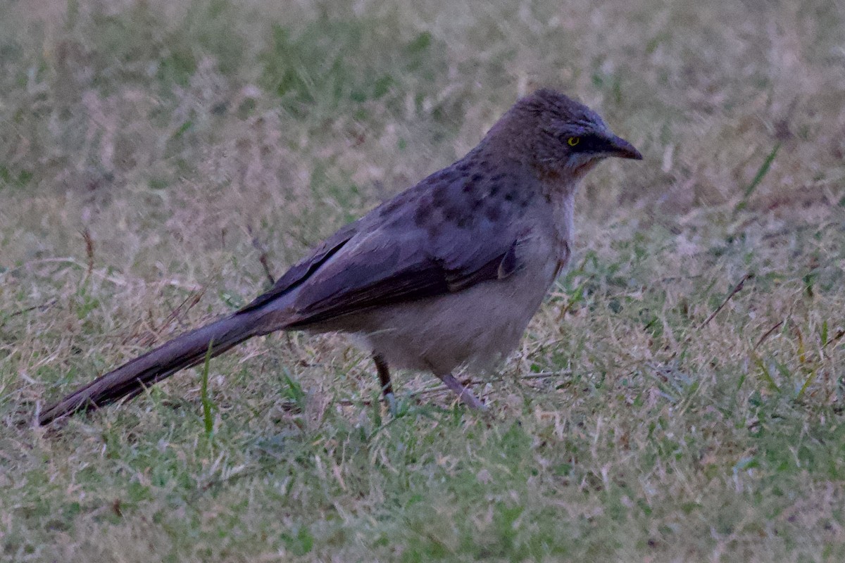 Büyük Gri Yedikardeş - ML626906254