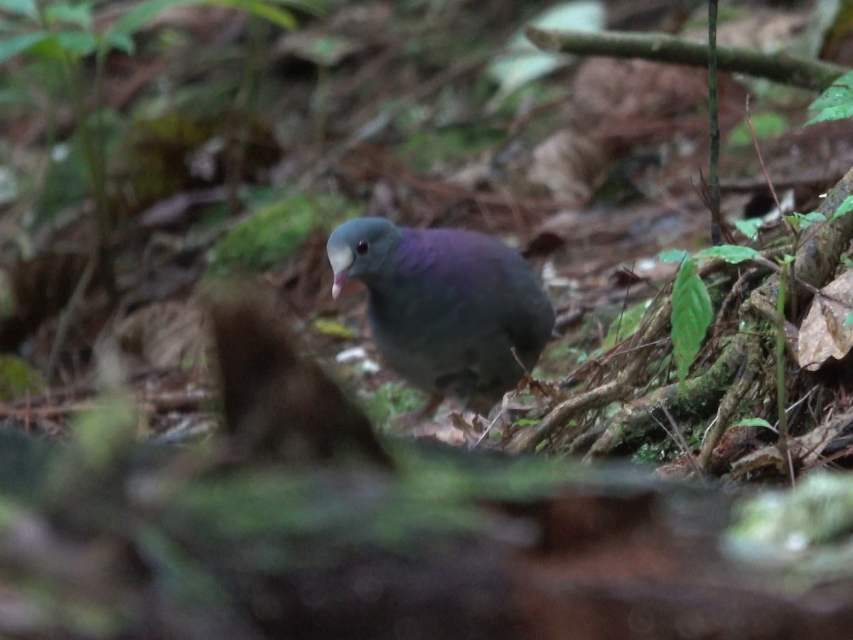 White-fronted Quail-Dove - ML626906256