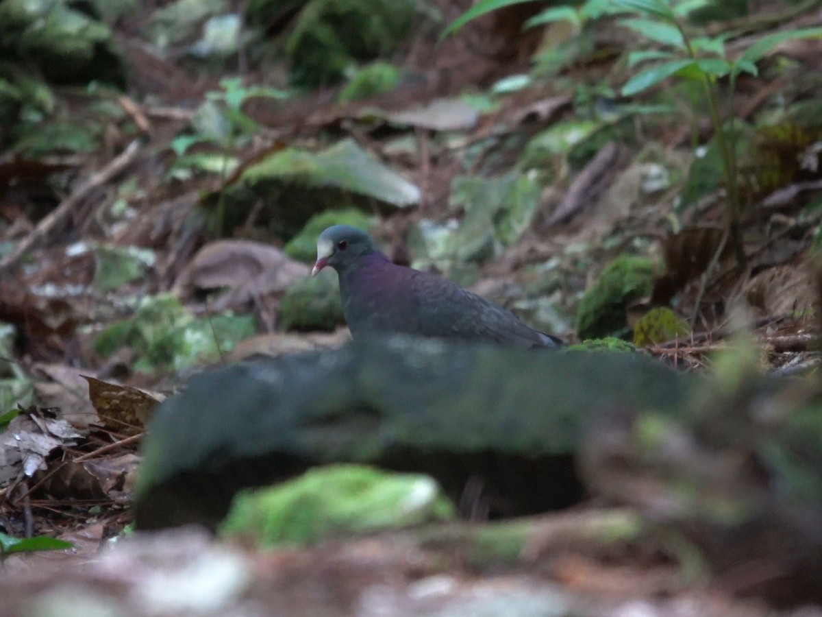 White-fronted Quail-Dove - ML626906257