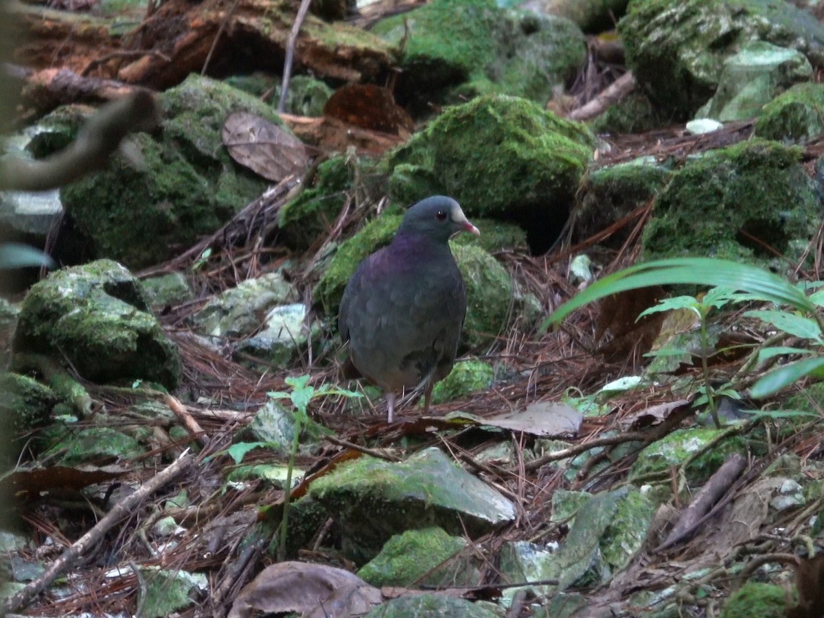 White-fronted Quail-Dove - ML626906258