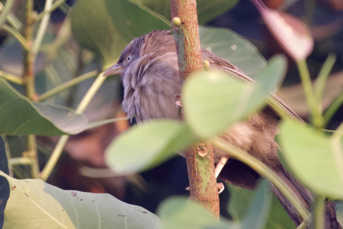 Çalılık Yedikardeşi - ML626906317