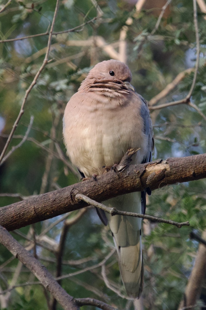 Hint Yedikardeşi - ML626906329