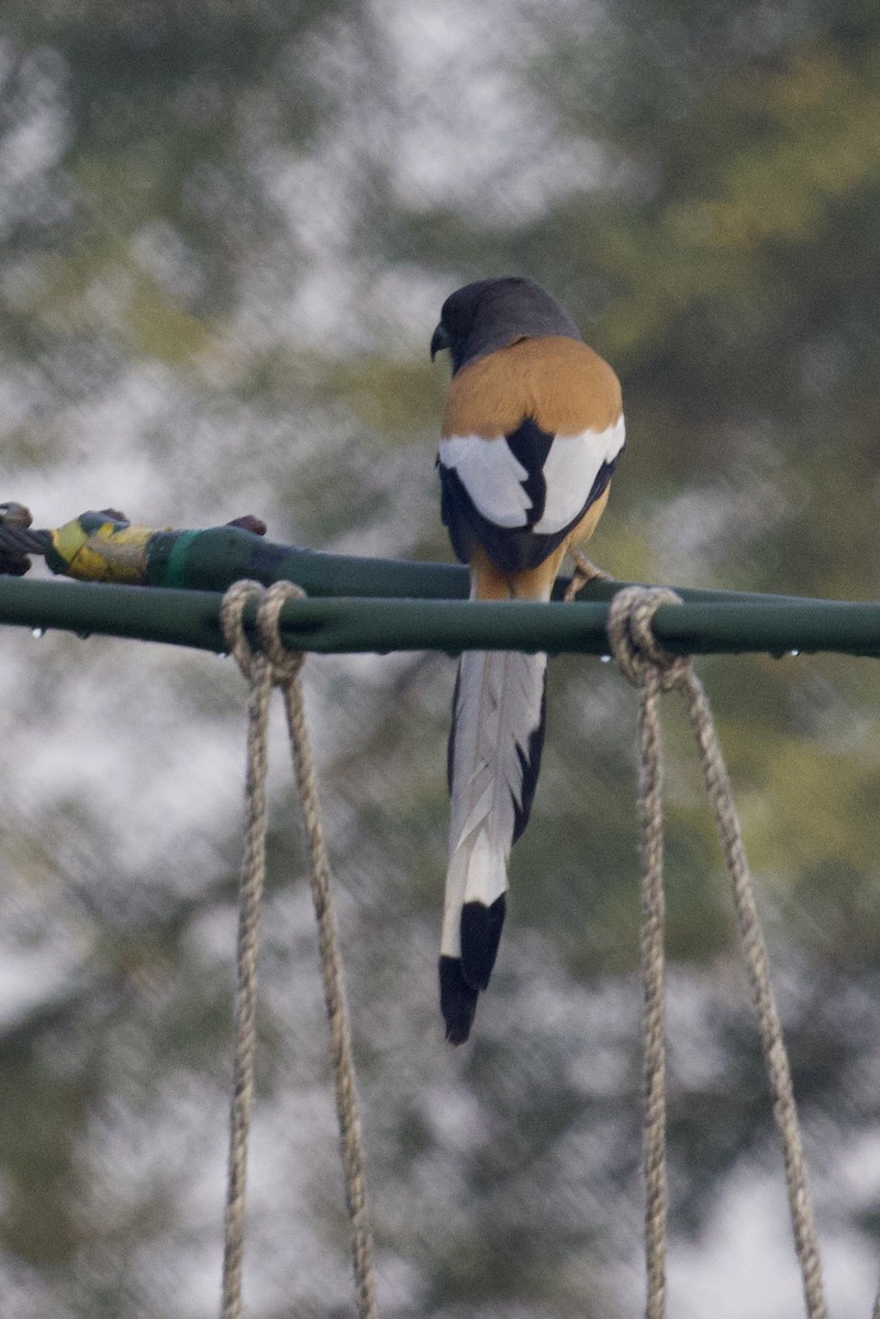 Kızıl Saksağan - ML626906386