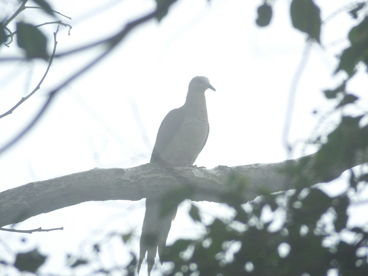 Sultan's Cuckoo-Dove - ML626906573