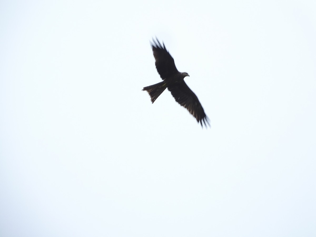 Black Kite - ML626906607