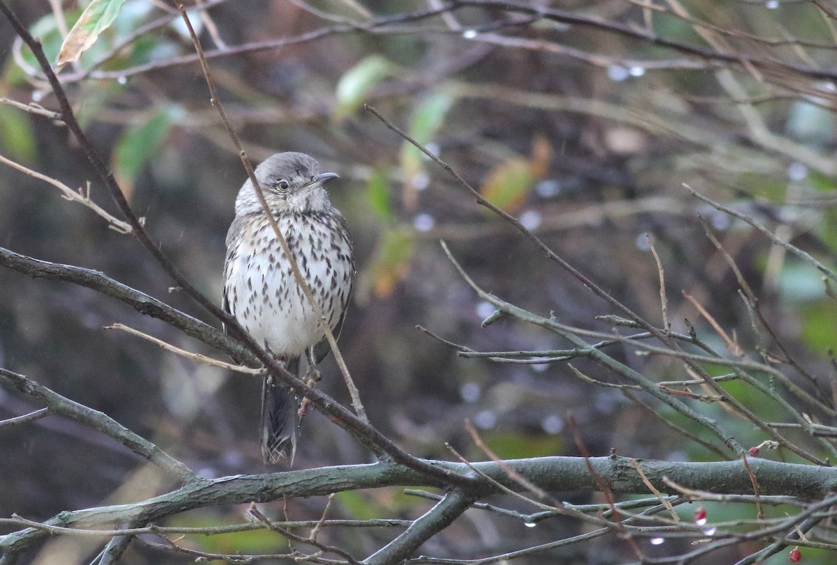 Sage Thrasher - ML626906618