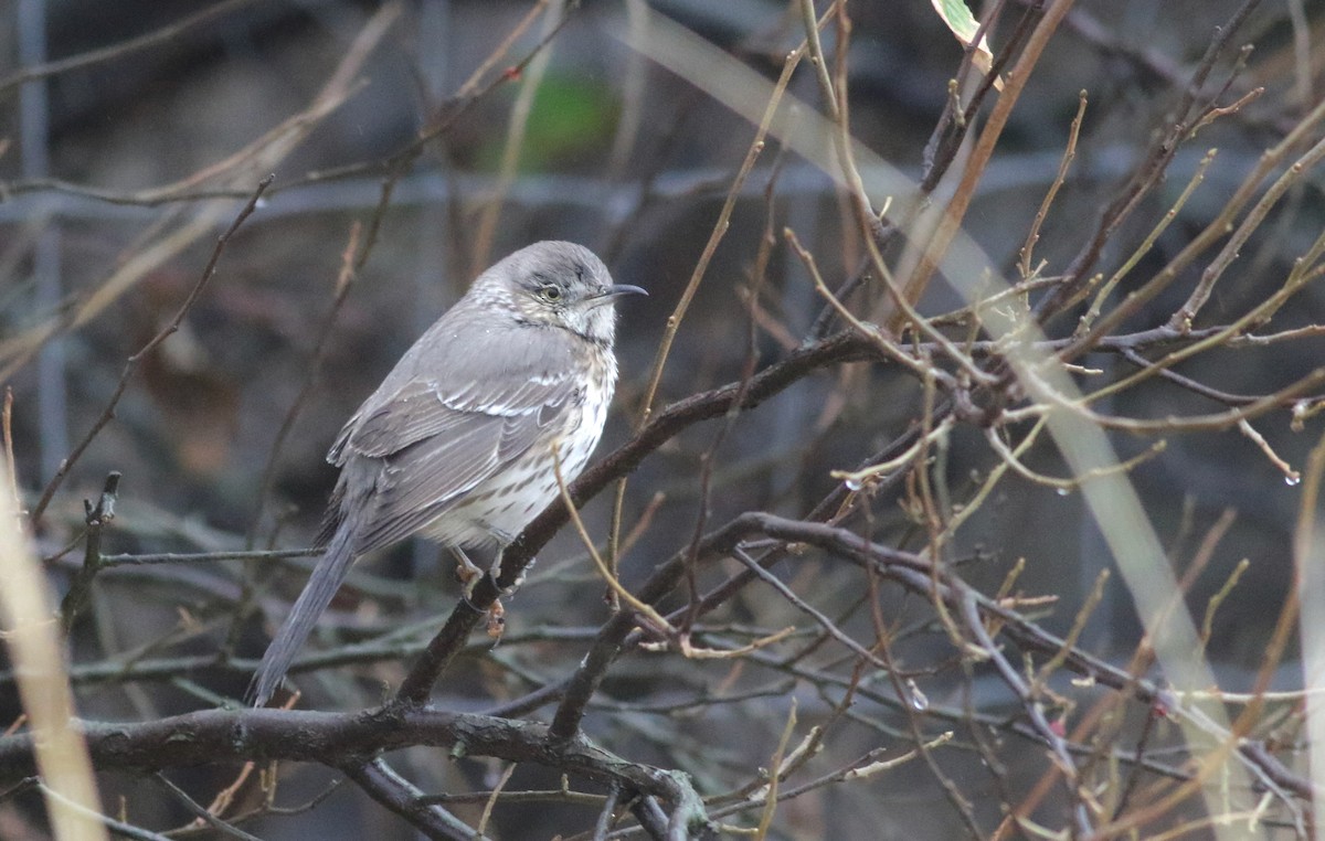 Sage Thrasher - ML626906619