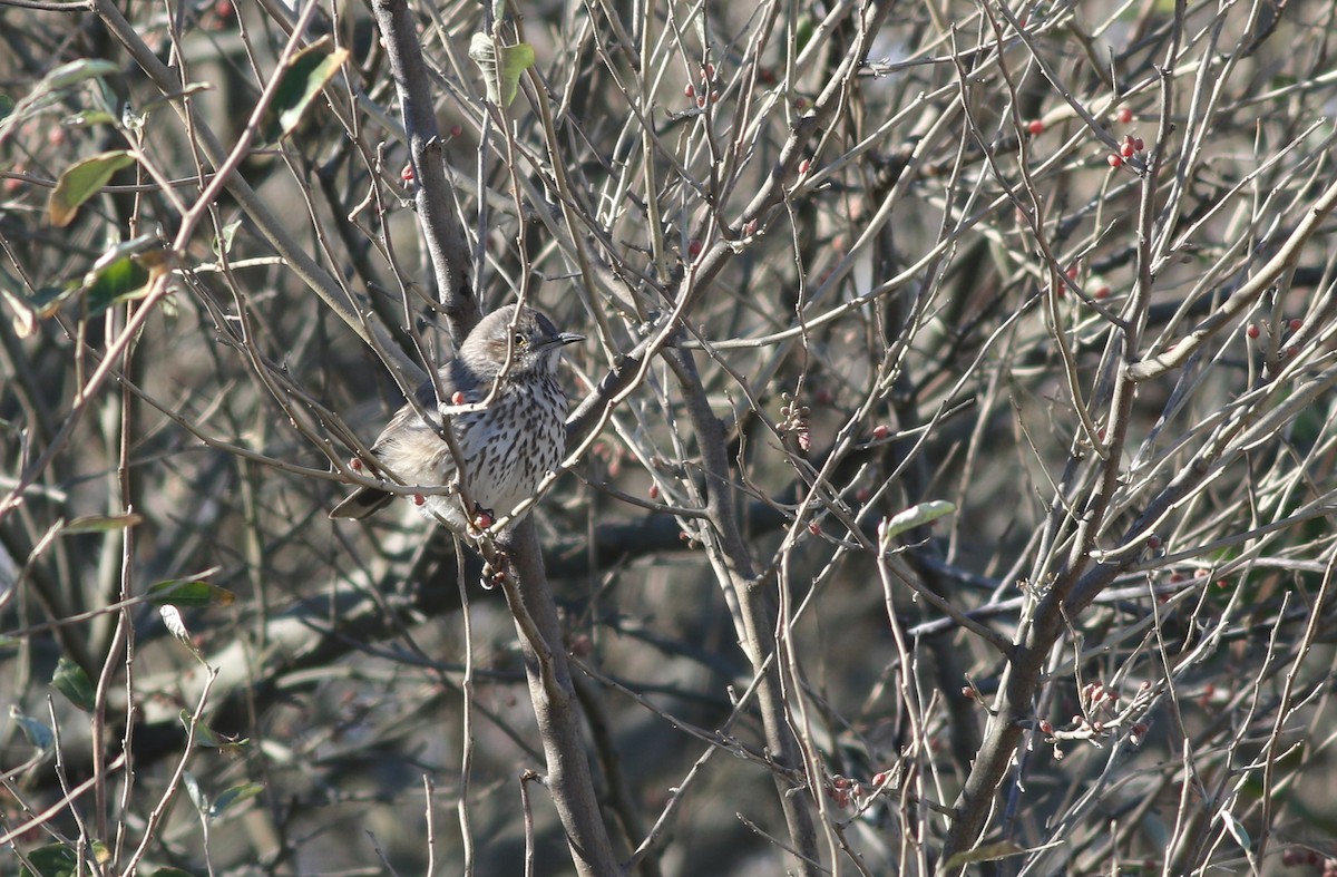 Sage Thrasher - ML626906637