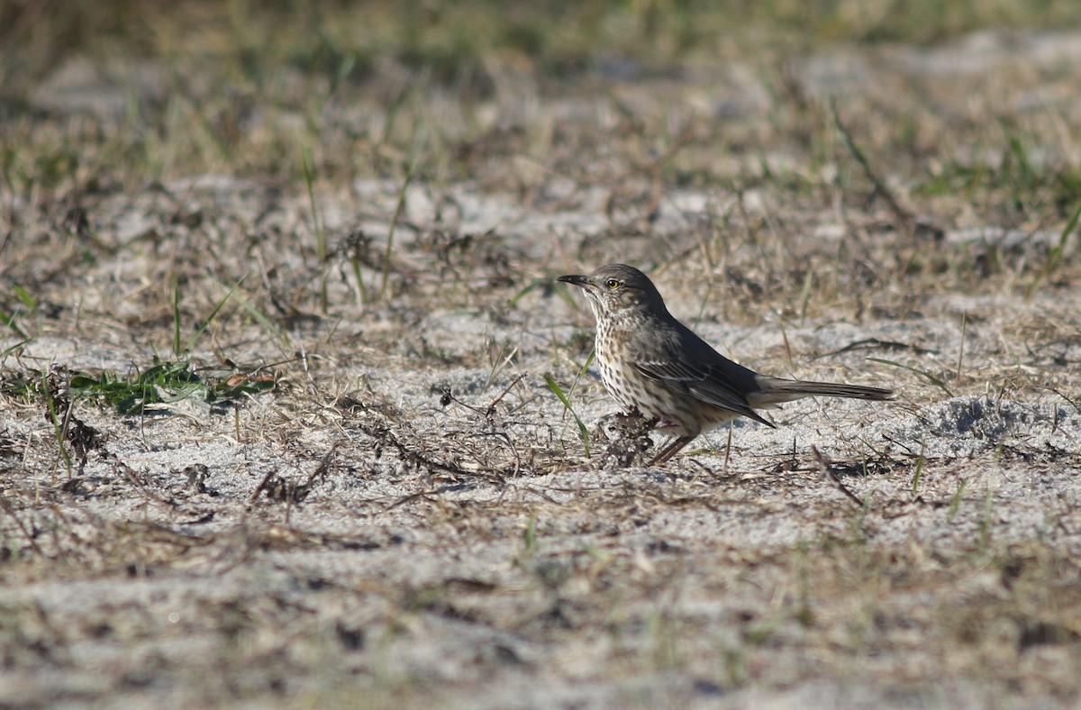 Sage Thrasher - ML626906638