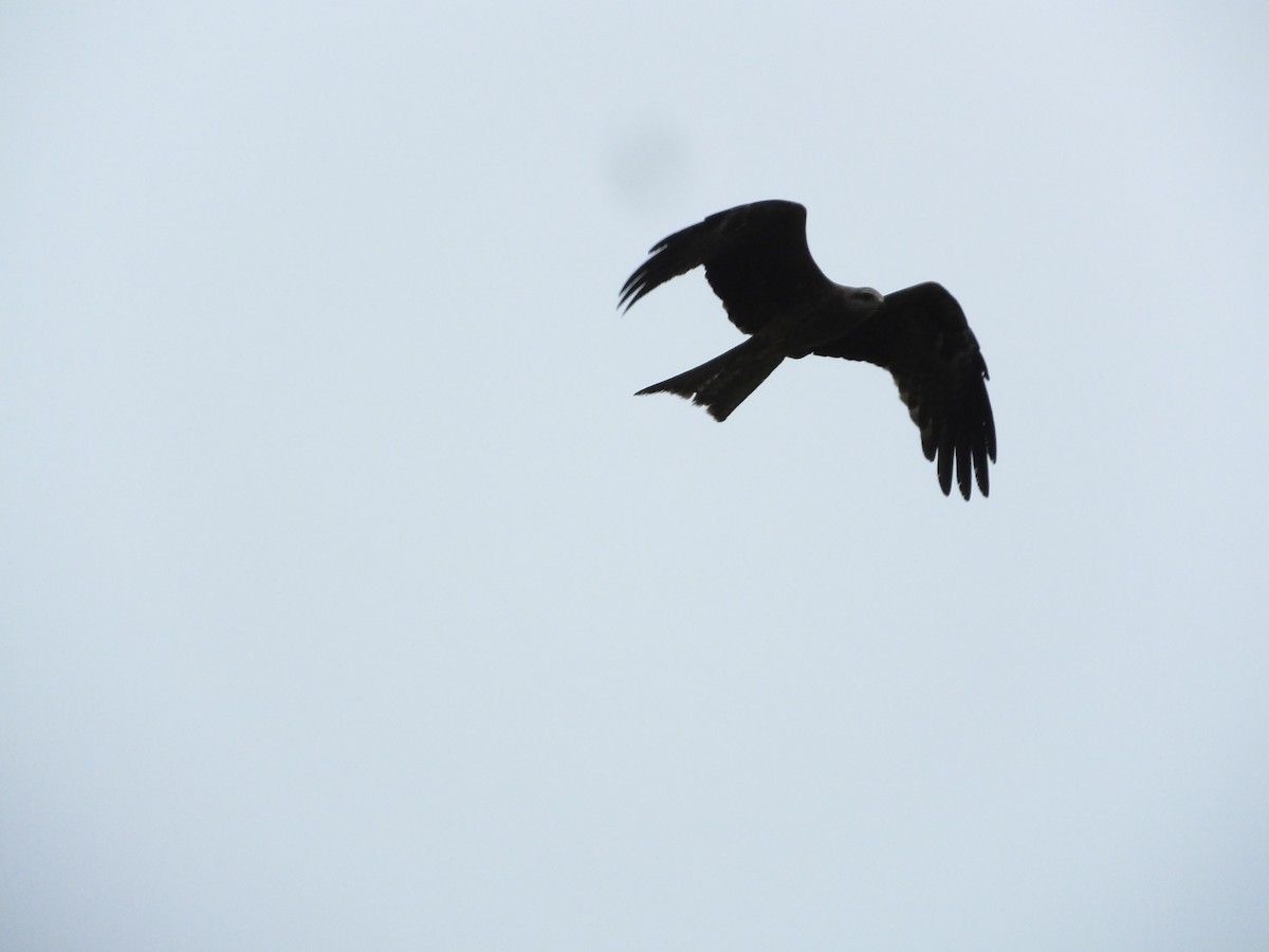 Black Kite - ML626906671