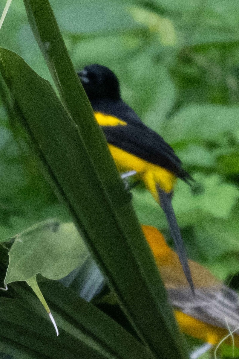 Black-cowled Oriole - ML626906674