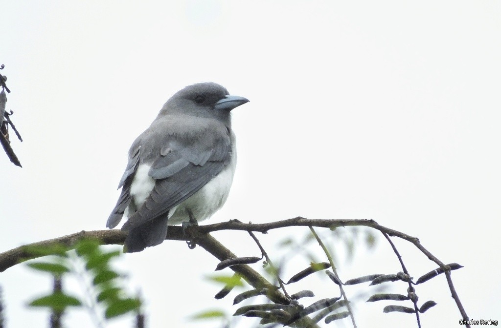 White-breasted Woodswallow - ML626906675
