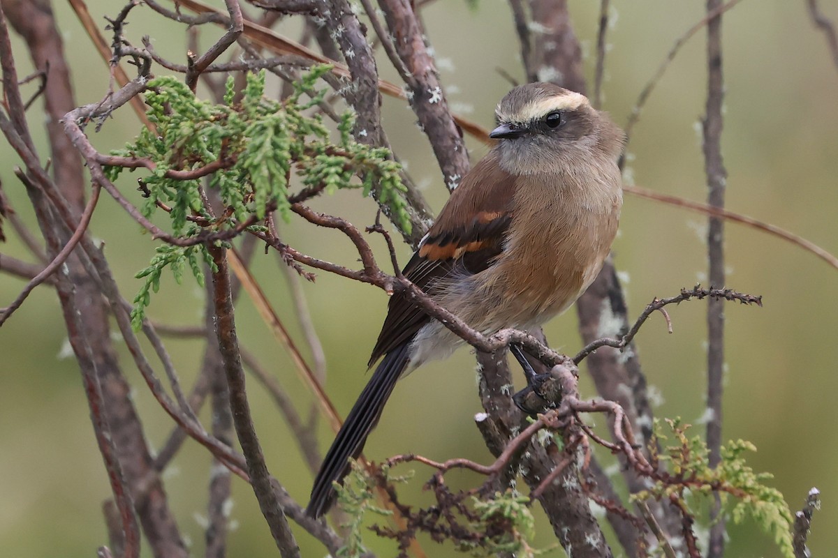 Brown-backed Chat-Tyrant - ML626906690