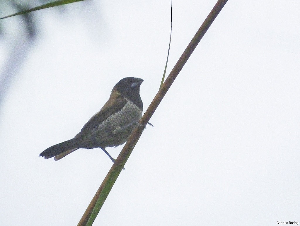 Black-faced Munia - ML626906691