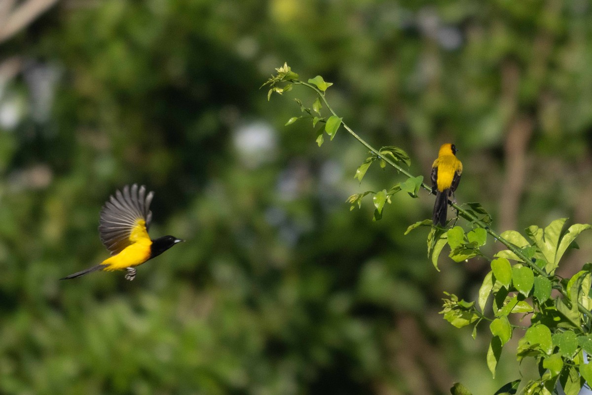 Yellow-backed Oriole - ML626906716