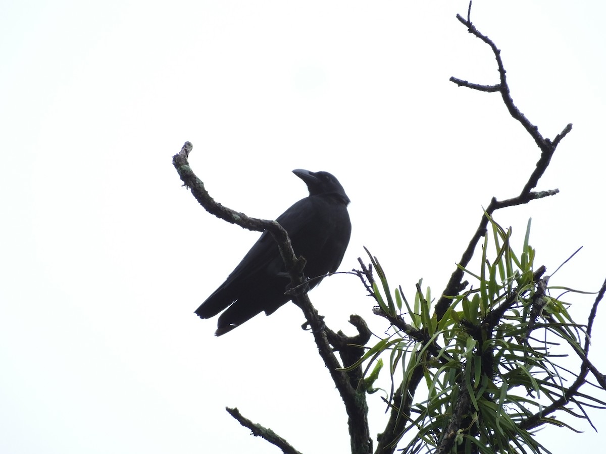 Sulawesi Crow - ML626906727