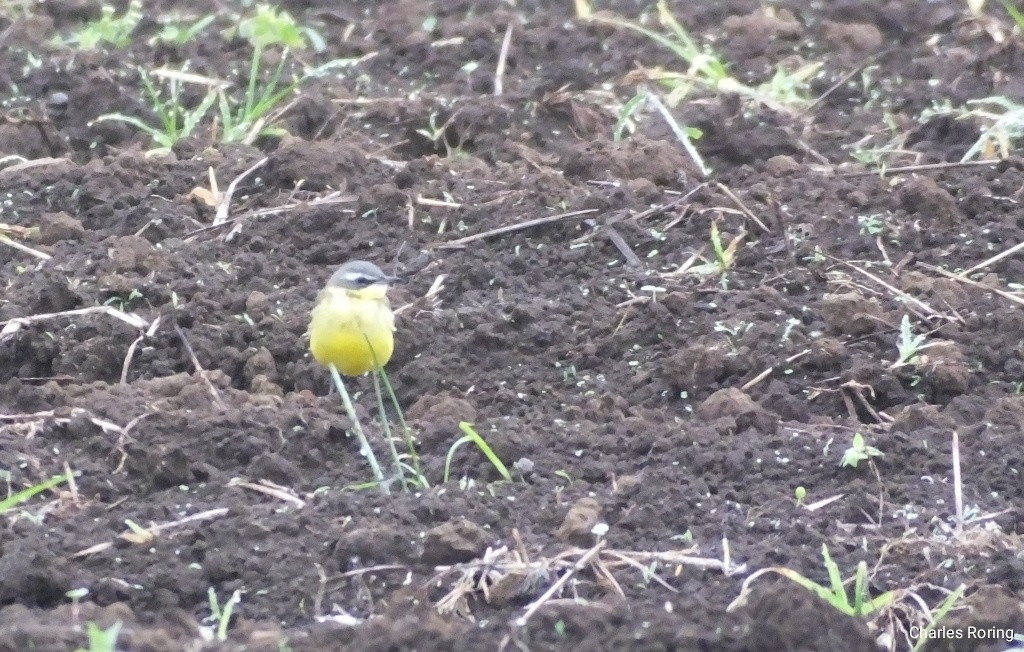 Gray Wagtail - ML626906736