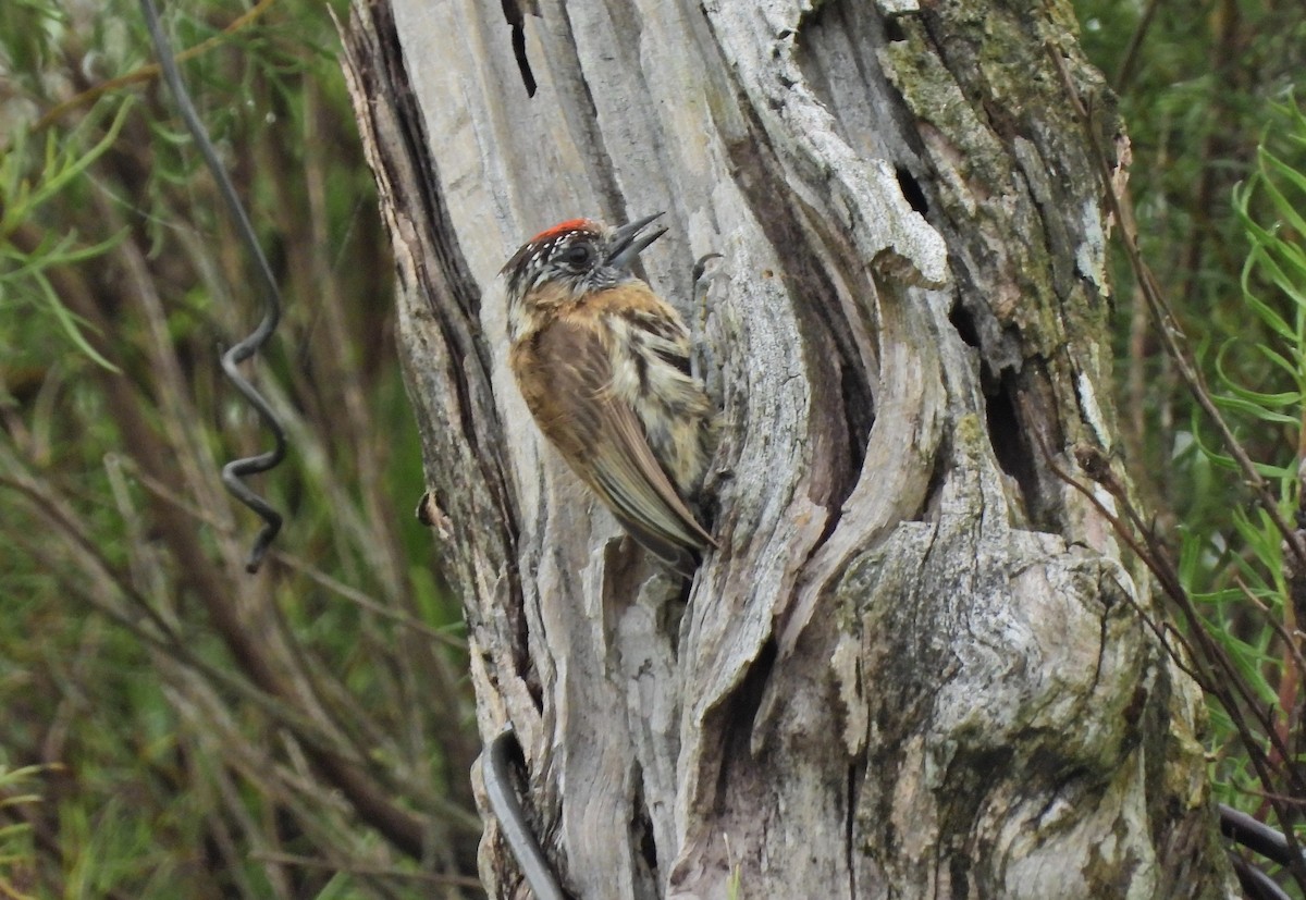 Mottled Piculet - ML626906772