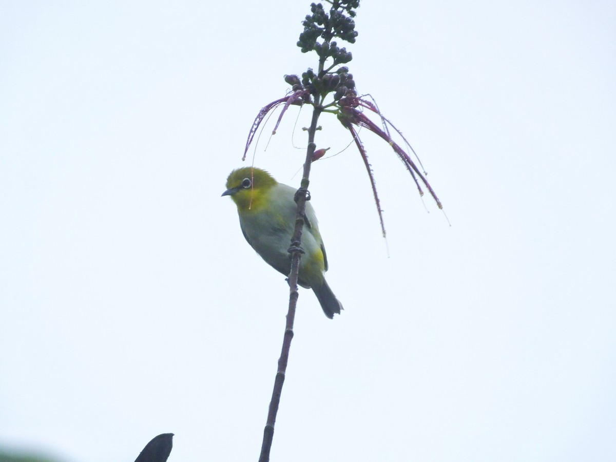 Warbling White-eye - ML626906837