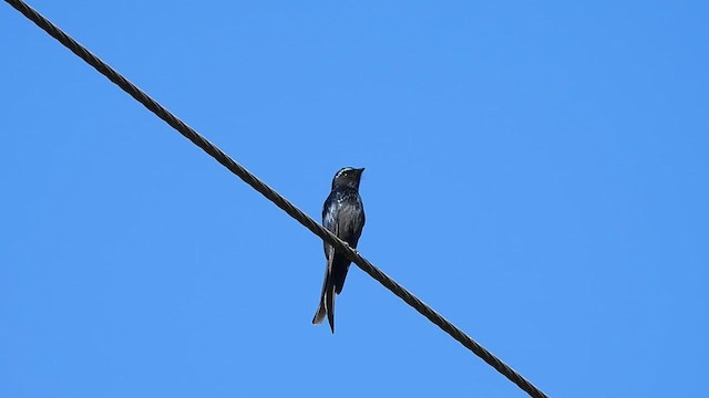 Bronzed Drongo - ML626906904