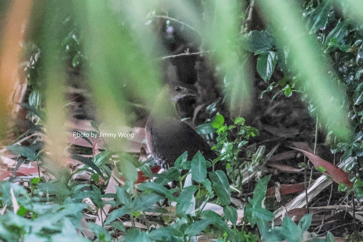 Band-bellied Crake - ML626907043