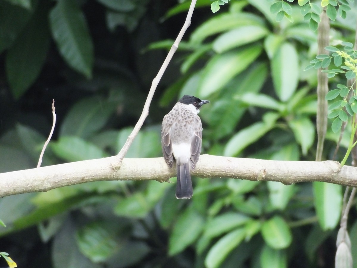 Sooty-headed Bulbul - ML626907162