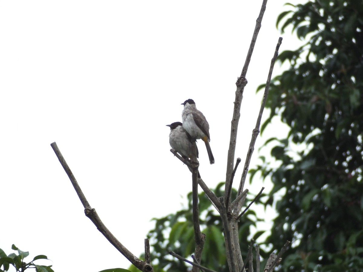 Sooty-headed Bulbul - ML626907168
