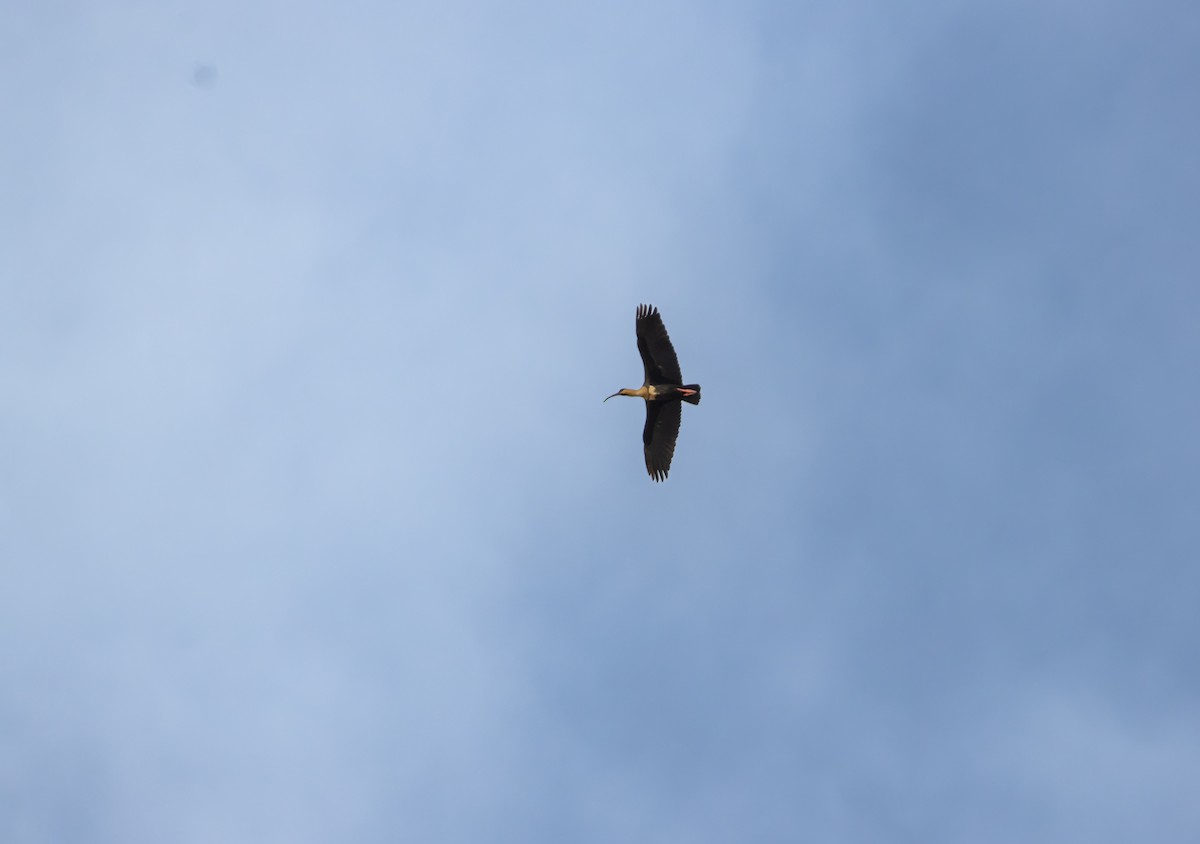 Andean Ibis - Kike Muñoz olate