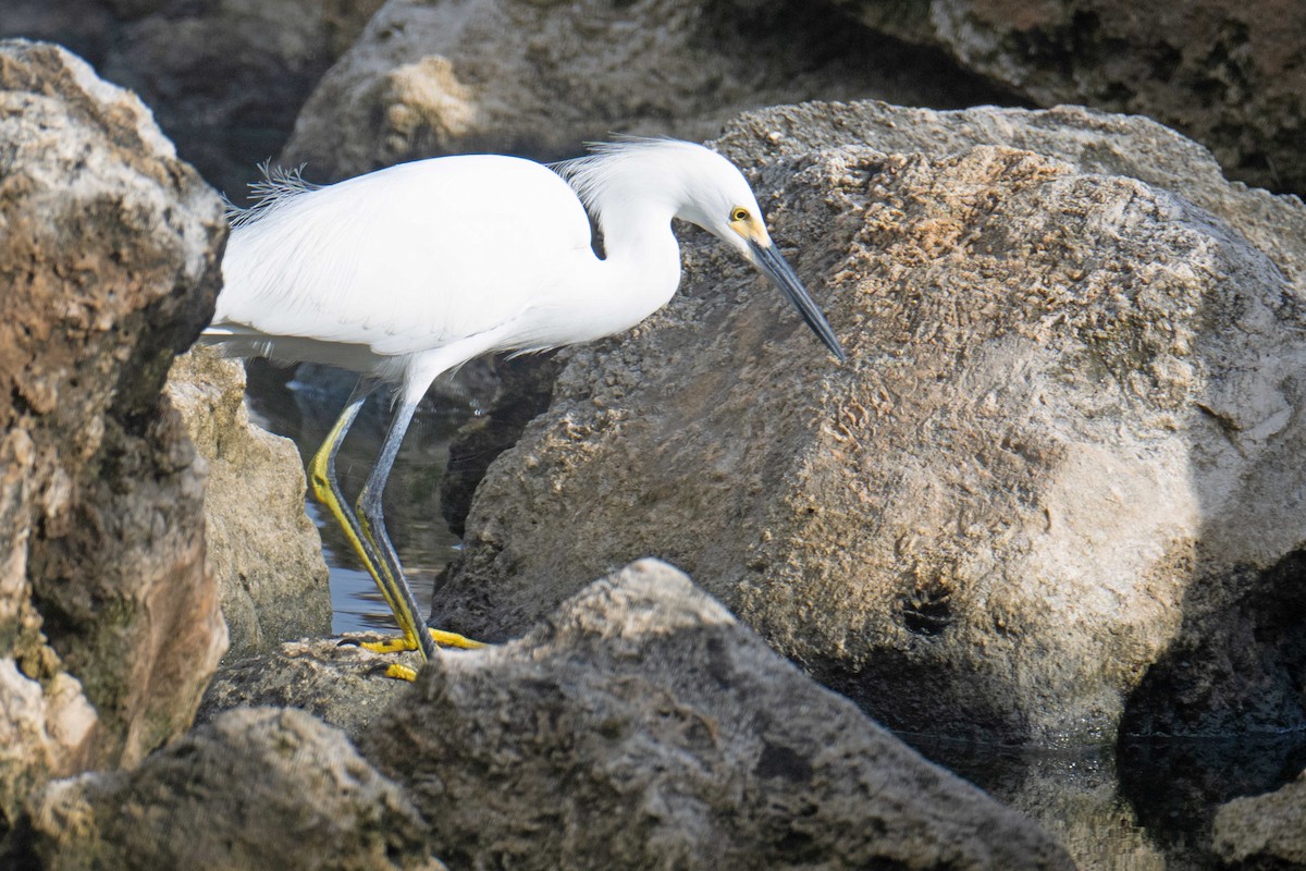 Snowy Egret - ML626907519