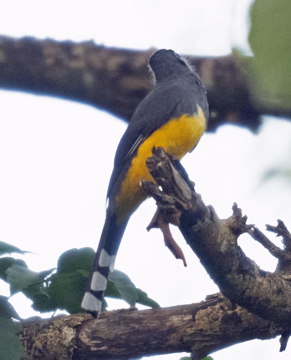 Black-headed Trogon - ML626908058