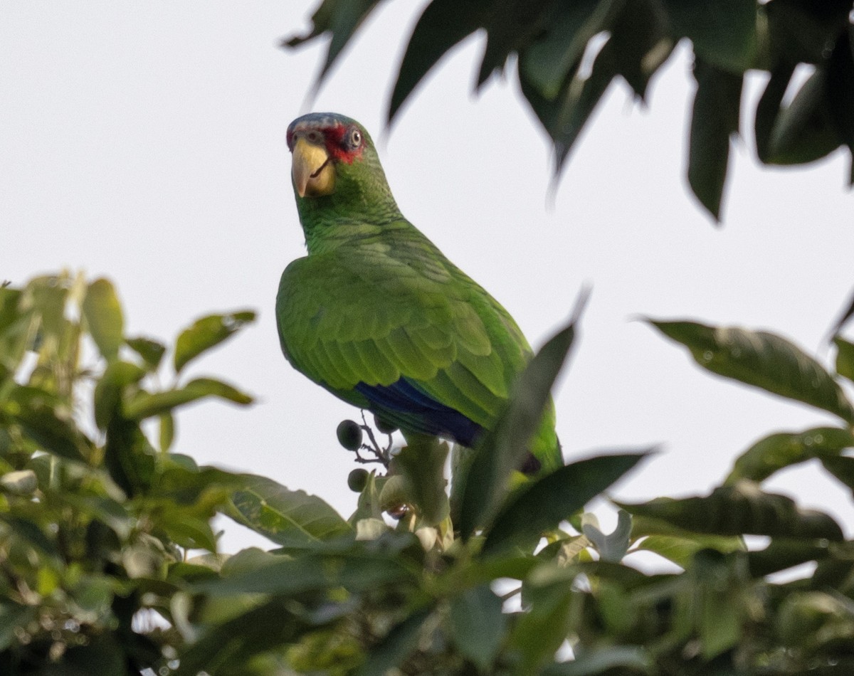 White-fronted Amazon - ML626908072