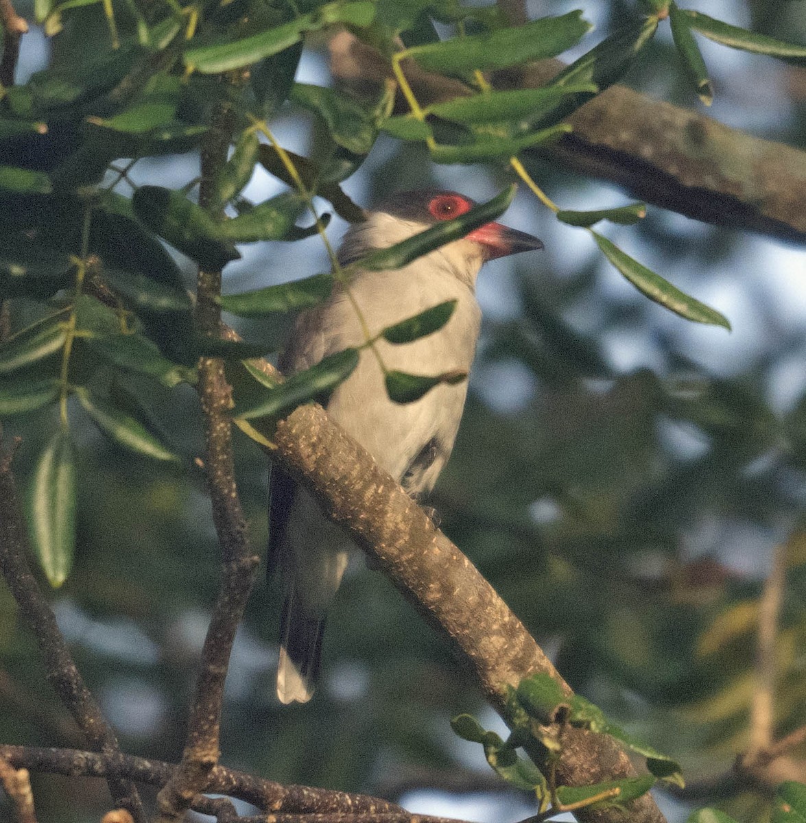 Masked Tityra - ML626908084